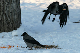 Фото Виталия Бабенко: серые вороны