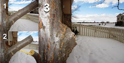 Three Cut Method For Pruning Large Fruit Tree Branches