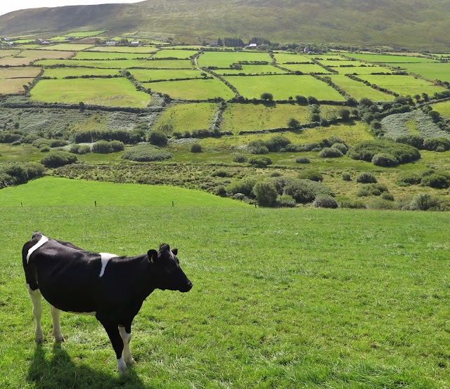 Cow in the green pastures of county Kerry, Ireland