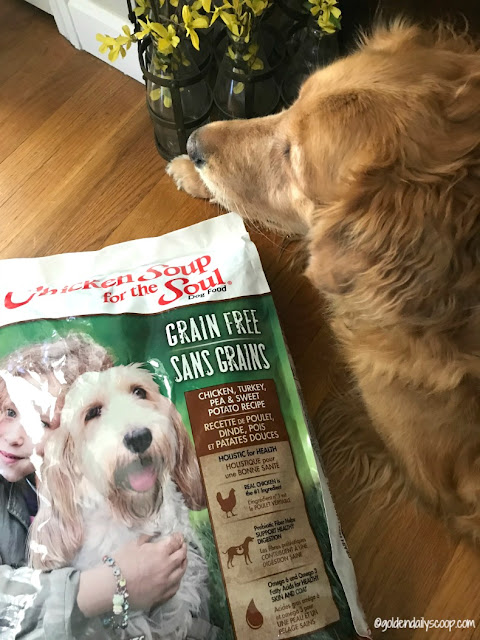 grain-free dog food for your dog with allergies