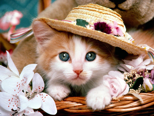 cute cat wallpaper desktop free