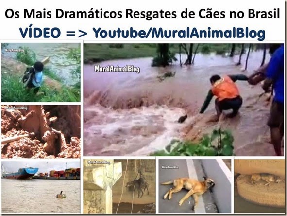 Os Mais Dramáticos Resgates de Cães no Brasil
