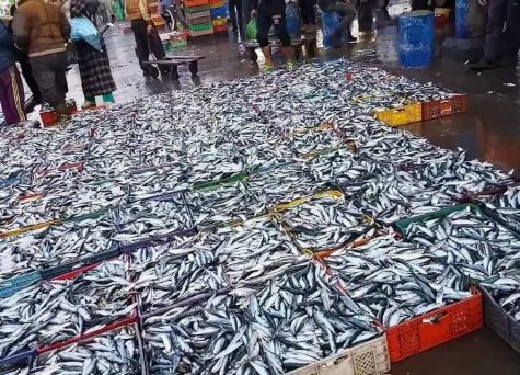 Sardines at one dirham in Safi and the port of the city fish 800 tons