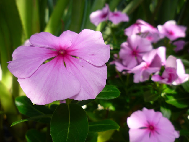 pink flowers via lovebirds vintage