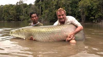 FOTO IKAN TAWAR TERBESAR  DI  DUNIA  Ikan Raksasa Super Kuat 