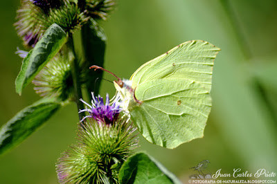 Gonepteryx Rhamni - Limonera (fotografia-de-naturaleza.blogspot.com)