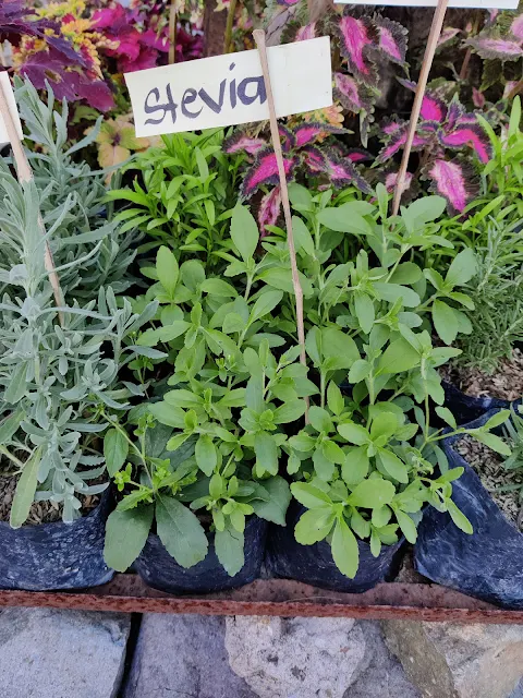 Potted Stevia