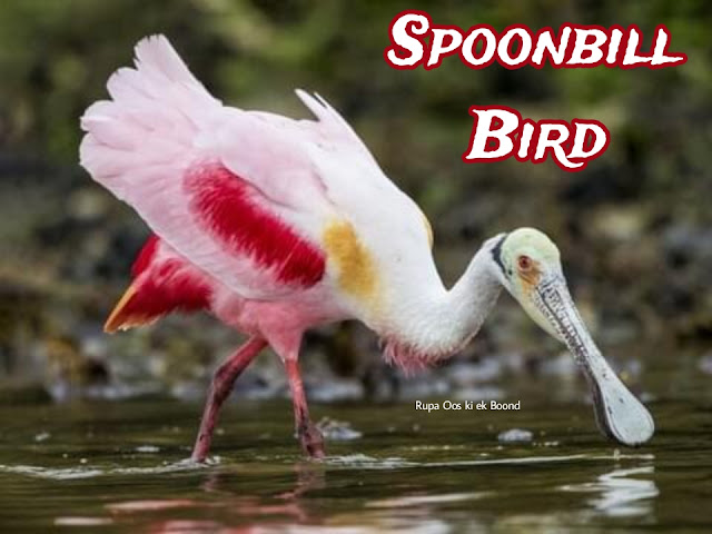 स्पूनबिल पक्षी (Spoonbill Bird)