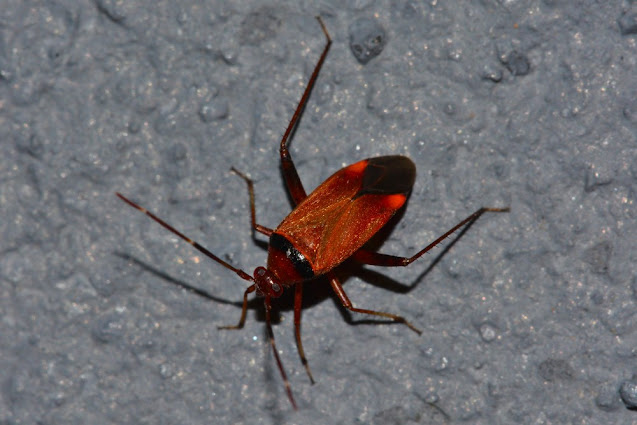 Adelphocoris vandalicus