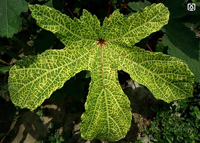 Yellow vein mosaic of bhindi