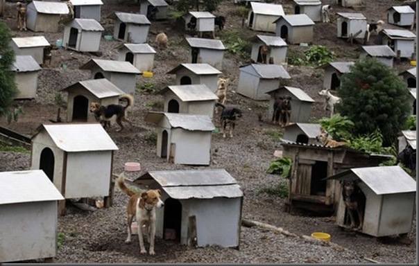 Favela para cães no Brasil (4)