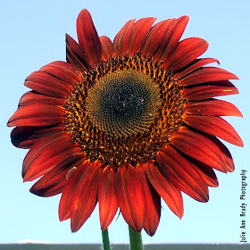 Chianti Hybrid Sunflower Blossom at 77 days on June 3, 2018