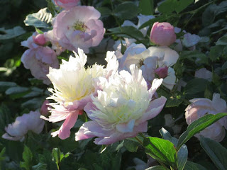 Peony lactiflora with climbing rose 'Scarborough Fair'