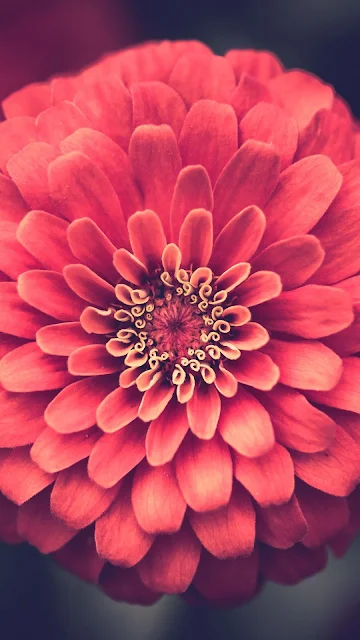 Beautiful Pink Zinnia Flower Wallpaper