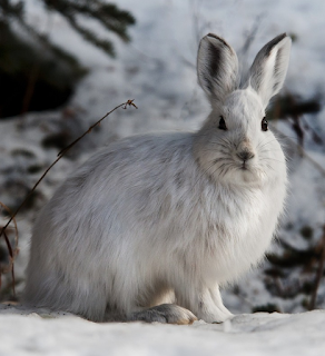 Snowshoe Hare Photo