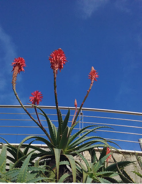 red winter flowers