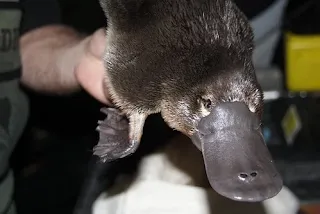 Platypus