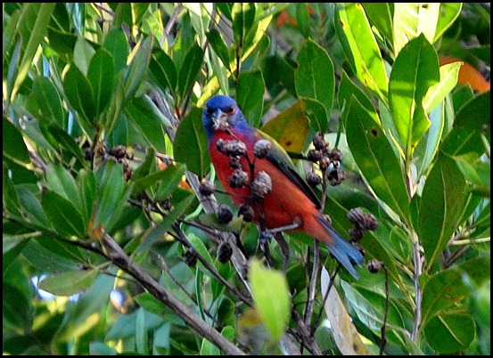 01h - Early Morning Eco Pond - Painted Bunting