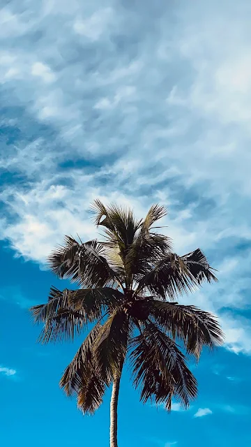 Wallpaper Sky, Clouds, Palm, Tree, Branches