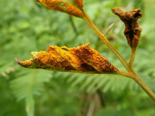 Rouille du Framboisier - Rouille de la Ronce du Mont Ida