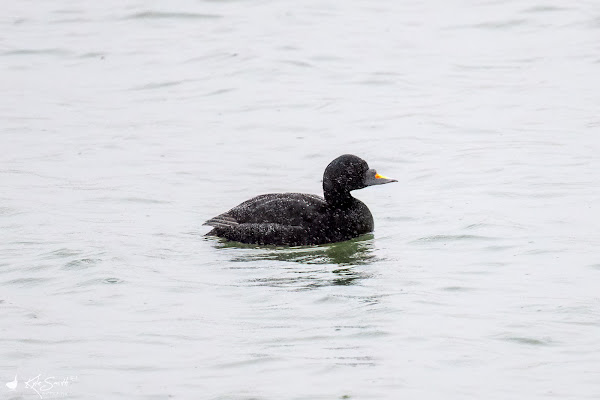 Common scoter