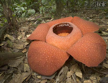 Rafflesia arnoldii: ຖື​ໄດ້​ວ່າ​ເປັນ​ໄມ້​ດອກ​ທີ່​ໃຫຍ່​ເປັນ​ອັນ​ດັບ​ຕົ້ນໆ​ຂອງ​ໂລກ ແລະ ຕິດ​ອັນ​ດັບ​ທີ່​ຫນຶ່ງ​ໃນ​ປະ​ເທດ​ເພື່ອນ​ບ້ານ (ປະ​ເທດ​ໄທ) ເຊິ່ງ​ມີ​ຂະ​ຫນາດ​ເສັ້ນ​ຜ່າ​ສູນ​ກາງ 70-80 ຊັງ​ຕີ​ແມັດ ເປັນ​ພືດ​ການ​ຝາກ​ທີ່​ອາ​ໃສ​ເກາະ​ກິນ​ຈາກ​ທໍ່ ນ້ຳ ທໍ່​ອາ​ຫານ​ຈາດ​ພືດ​ເຄືອ