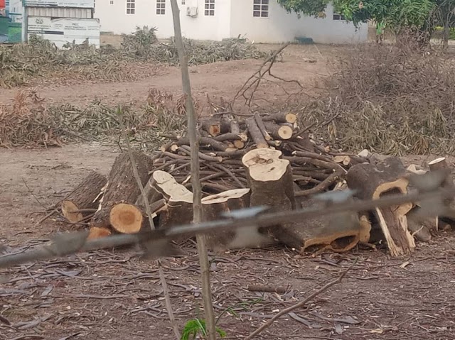  Kaduna Assembly Halts Tree Felling Amidst Environmental Outcry