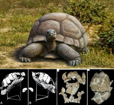 TItanochelon