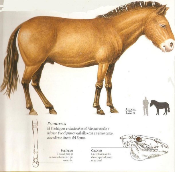 Contoh Makalah: Teori Evolusi Kuda