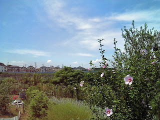 farm in summer