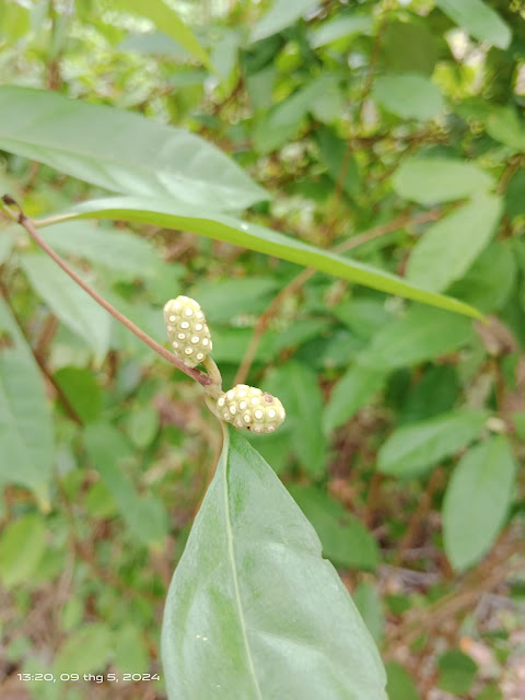 Morinda persicifolia Buch.-Ham. var. oblonga