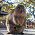 The Quokka