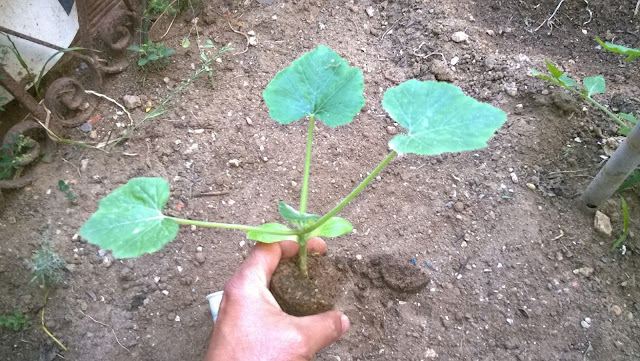 Gently remove your seedlings from their containers. If they don’t slide free, cut away the plastic to avoid disturbing the fragile roots. Courgettes like a well dug, water holding soil containing plenty of organic matter.