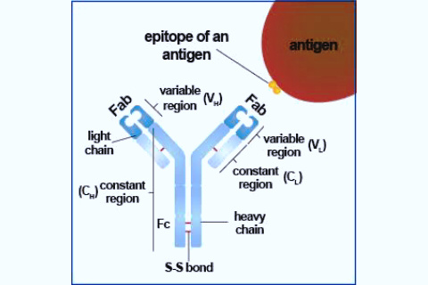 Antibody diagram, images, What is Antibody