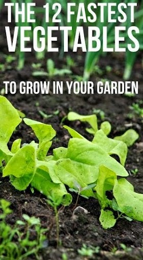 #Gardening : 12 Fastest Vegetables to Grow in your Garden