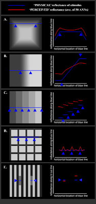 Visual response curves to common optical illusions