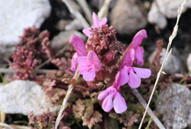 Lousewort, a small pink flower.