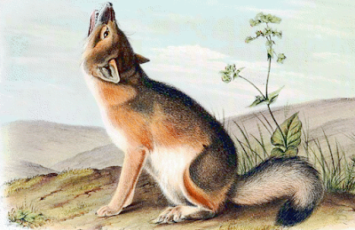  Vulpes velox