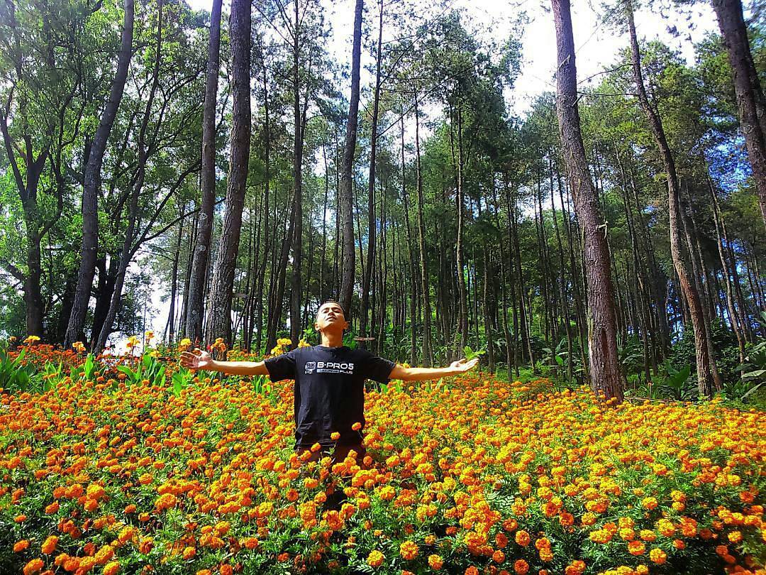 Coban Cinde Tumpang Sisi Area Penuh Bunga Di Hutan Pinus