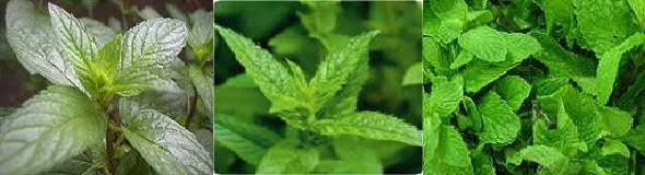 Herba & Tumbuhan: PUDINA - Peppermint (Mentha piperita)