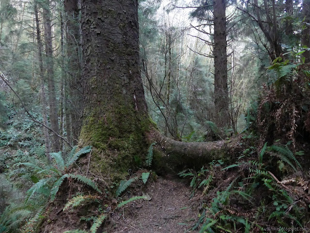 very tall root across the trail