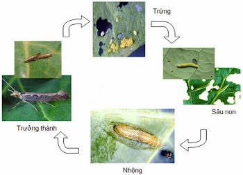 Sâu tơ và biện pháp phòng trừ