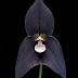 Black Orchid