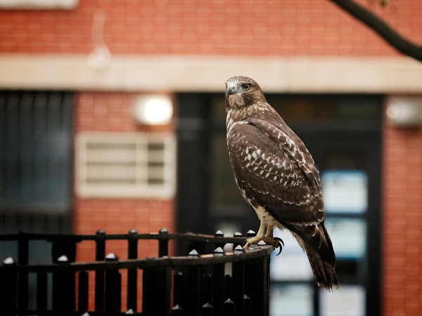 Tompkins Square red-tail fledgling on a fence