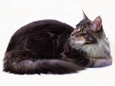 Cats - Maine Coon Blue Classic Tabby Pics