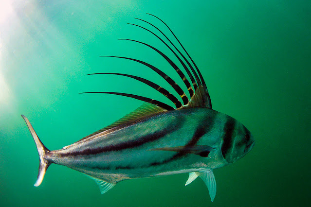 rooster fish