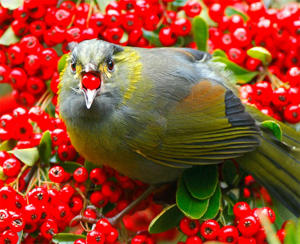 Stunning Bird Photography by John and Fish