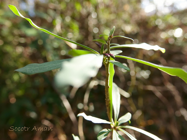 Daphne pseudomezereum