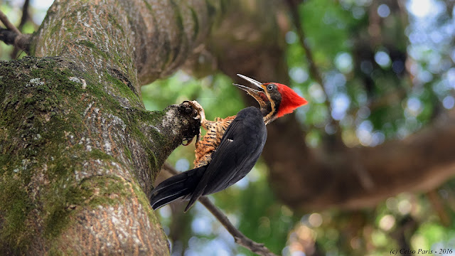 Lineated Woodpecker Dryocopus lineatus erythrops Pica-pau-de-banda-branca male