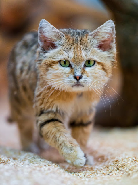 Sand cat walking towards me by Tambako the Jaguar from flickr (CC-ND)